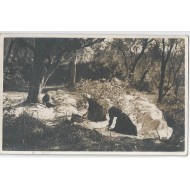 Cueillette des Olives prés de Nice vers 1912